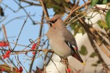 pestvogel - Waxwing - Bombycilla garrulus