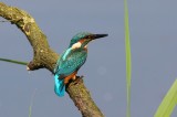 Ijsvogel - Common kingfischer - Alcedo atthis