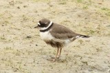 Charadrius hiaticula tundrae - Bontbekplevier - common ringed plover