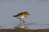 Drieteenstrandloper - Sanderling - Crocethia alba