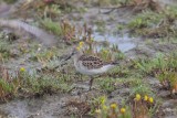 Kleine strandloper - Little stint - Calidris minuta