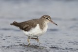 Amerikaanse oeverloper - spotted sandpiper  -  Actitis macularia
