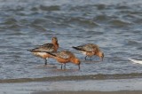 Rosse grutto - Bar-tailed godwit - Limosa lapponica