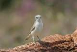 Braamsluiper - Lesser whitethroat - Sylvia curruca