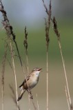 Rietzanger - Sedge warbler - Acrocephalus schoenbaenus