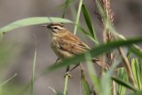 Rietzanger - Sedge warbler - Acrocephalus schoenbaenus