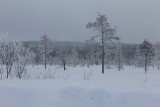 Taiga Forest - Finland