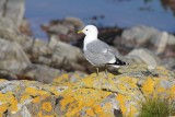 Stormmeeuw - Common gull - Larus canus