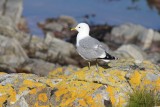 Stormmeeuw - Common gull - Larus canus 