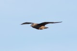 Grote jager - Great skua - Stercorarius skua