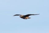 Grote jager - Great skua - Stercorarius skua 