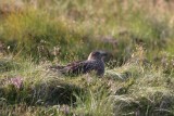 Grote jager - Great skua - Stercorarius skua