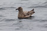 Grote jager - Great skua - Stercorarius skua 