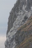 Jan van gent - Northern gannet - Morus bassanus