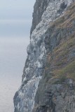 Jan van gent - Northern gannet - Morus bassanus