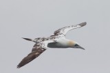 Jan van gent - Northern gannet - Morus bassanus 