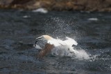 Jan van gent - Northern gannet - Morus bassanus