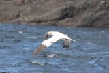 Jan van gent - Northern gannet - Morus bassanus