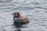 Zeekoet - Guillemot - Uria aalge