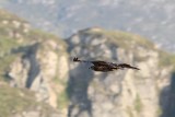 Zeearend - White-tailed eagle - Haliaetus albicilla