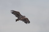 Zeearend - White-tailed eagle - Haliaetus albicilla