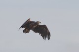 Zeearend - White-tailed eagle - Haliaetus albicilla