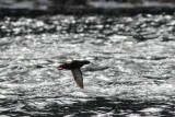 Zwarte zeekoet - Black guillemot - Cepphus grylle