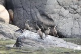 Kuifaalscholver - European shag - Phalacrocorax aristotelis 