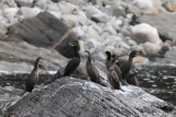 Kuifaalscholver - European shag - Phalacrocorax aristotelis