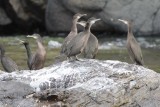 Kuifaalscholver - European shag - Phalacrocorax aristotelis 