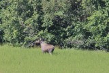 Eland - Elk - Alces alces