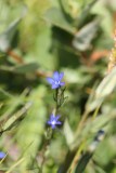 Sneeuwgentiaan - Snow gentian - Gentiana nivalis