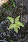 Vetblad -  Common butterwort - Pinguicula vulgaris 