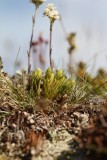 Rozenkransje - Mountain everlasting - Antennaria dioica 