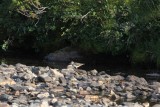 Oeverloper - Common sandpiper - Tringa hypoleucos