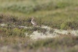Goudplevier - Golden plover - Pluvialis apricaria
