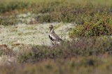 Goudplevier - Golden plover - Pluvialis apricaria