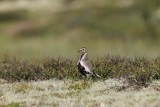 Goudplevier - Golden plover - Pluvialis apricaria