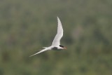 Noordse stern - Arctic tern - Sterna paradisaea