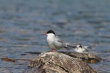 Noordse stern - Arctic tern - Sterna paradisaea