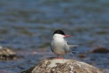 Noordse stern - Arctic tern - Sterna paradisaea  - Lesjaverk- Noorwegen