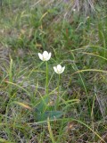 Parnassia - Parnassia palustris 