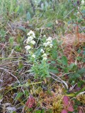 Noords walstro - Northern bedstraw - Galium boreale