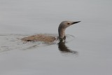 Roodkeelduiker - Read-throated diver - Gavia stellata