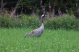 Kraanvogel - Crane - Grus grus - Asarna - Zweden