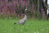 Kraanvogel - Crane - Grus grus - Asarna - Zweden