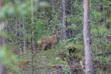 Ree - European roe deer - Capreolus capreolus - Ratan - Zweden