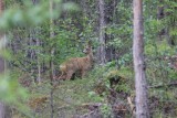 Ree - European roe deer - Capreolus capreolus  - Ratan - Zweden