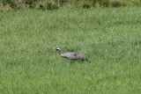 Kraanvogel - Crane - Grus grus