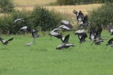 Kraanvogel - Crane - Grus grus